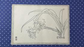 1244，60年代名家画片，白描花卉，毕晋吉，兰花，尺寸约36×25厘米