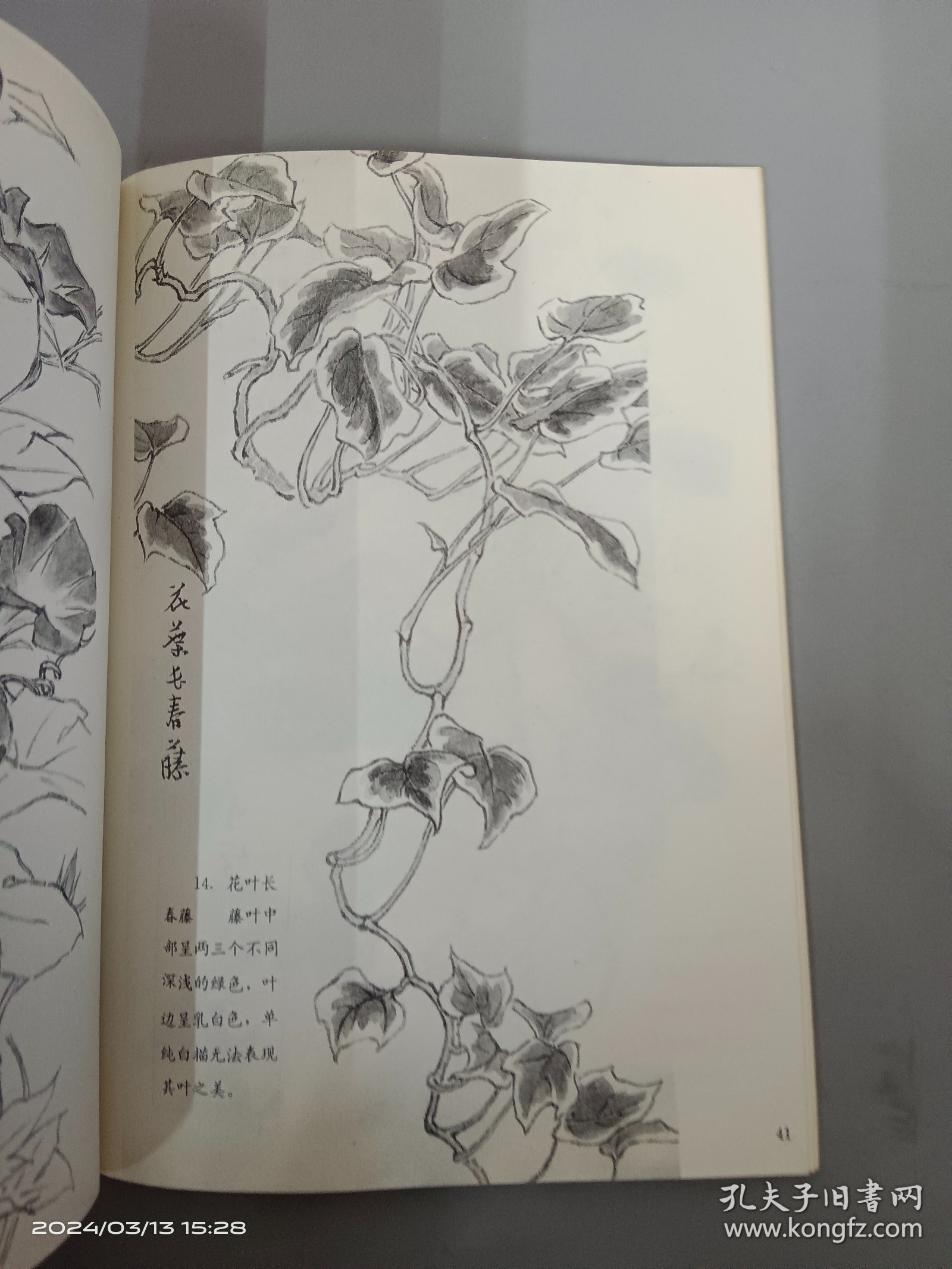 花卉写生