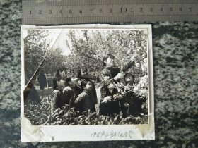 老照片 1969年新乡七里营劳动场面（12.*9.5）