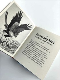 Bird Day  A  Story of 24 Hours and 24 Avian Lives