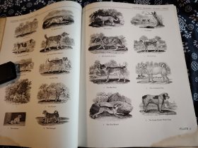 珍罕图书1962年版《黑白版画的时代托马斯.比维克的版画》平装85成新，英文版，31*23公分，240页，木口木刻的集大成者19世纪托马斯、比维克，创造性运用新的版画方法，使版画的印刷和绘画速度提升有了巨大的进步，在那个时代，几乎把能看到的鸟类、陆地动植物，人物形象、图案，都刻成了版画，