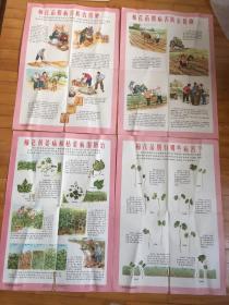 1965 年防治棉花病虫害教学4开挂图