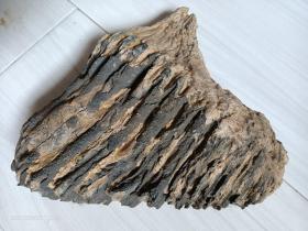 猛犸象臼齿——距今1-4万年前的第四纪更新世晚期，松花江流域的化石，重1200克