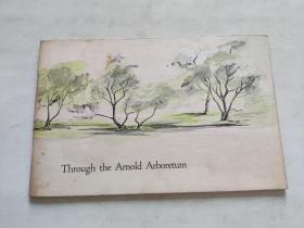 英文：Through the Arnold Arboretum