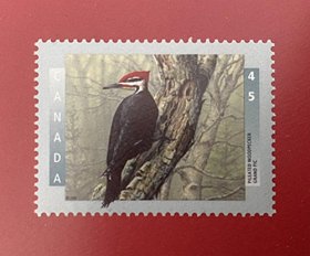 加拿大1998 北美红冠黑啄木鸟  1全