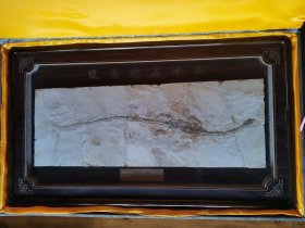 中华潜龙(水生蜥蜴）化石