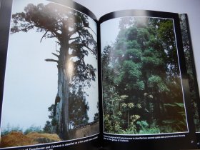 Rare Flowers and Unusual Trees   [a collection of Yunnan's most treasured plants]