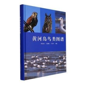 全新正版图书 黄河岛鸟类图谱孙虎山山东大学出版社9787560779973