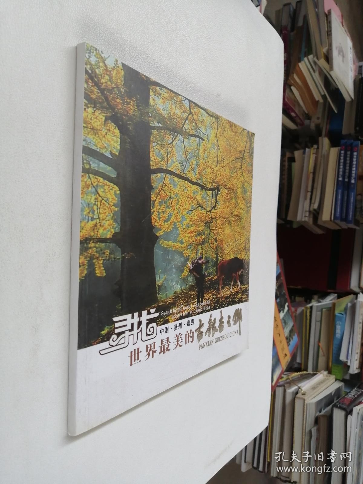 寻找世界最美的古银杏之乡 中国 贵州 盘县