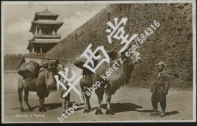 老明信片 北京城外骆驼 1930年