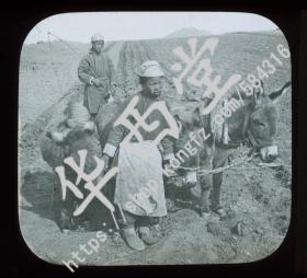 玻璃幻灯片 中国农民和三头小驴 (1900) 编号517