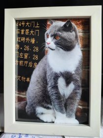 小猫照片和相框