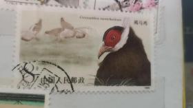 T134褐马鸡 邮票