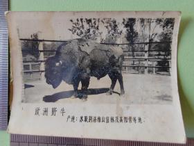 早期北京动物园动物照--欧洲野牛----老照片128