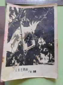 早期北京动物园动物照--大葵花鹦鹉----老照片142