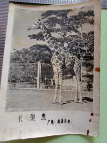 早期北京动物园动物照--长颈鹿----老照片141