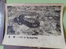 早期北京动物园动物照--大蟒----老照片130
