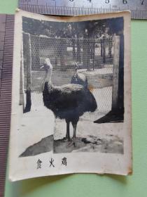 早期北京动物园动物照--食火鸡----老照片146
