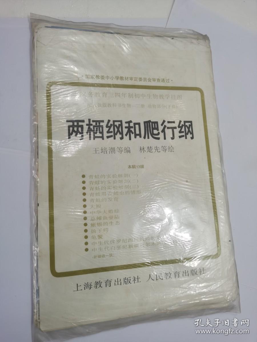 义务教育三四年制初中生物教学挂图两栖纲和爬行纲（13幅全）