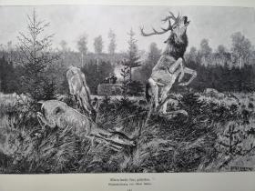 1895年大幅木刻版画《鹿遇猎手mitten durchs herz geschoffen》尺寸41.3*28.2厘米， 出自19世纪德国画家，阿尔伯特·里克特（Albert Richter，1845–1898）的原创木刻作品