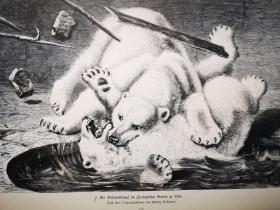 1882年大幅木刻版画《科隆动物园的北极熊大战Ein Eisbarebkampf im Zoologischen Garten zu Köln》尺寸41.5*28.2厘米，背面空白，出自19世纪德国动物画家、雕刻家，Ludwig Beckmann（1822–1902）的原创木刻作品