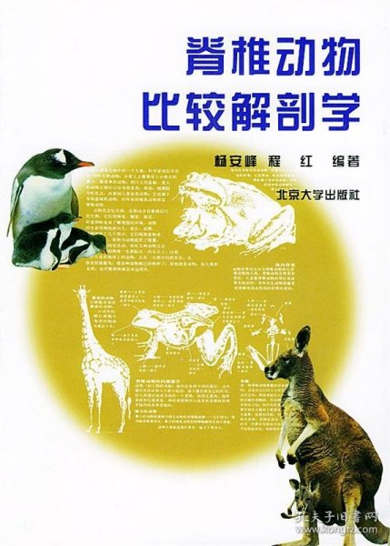 脊椎动物比较解剖学