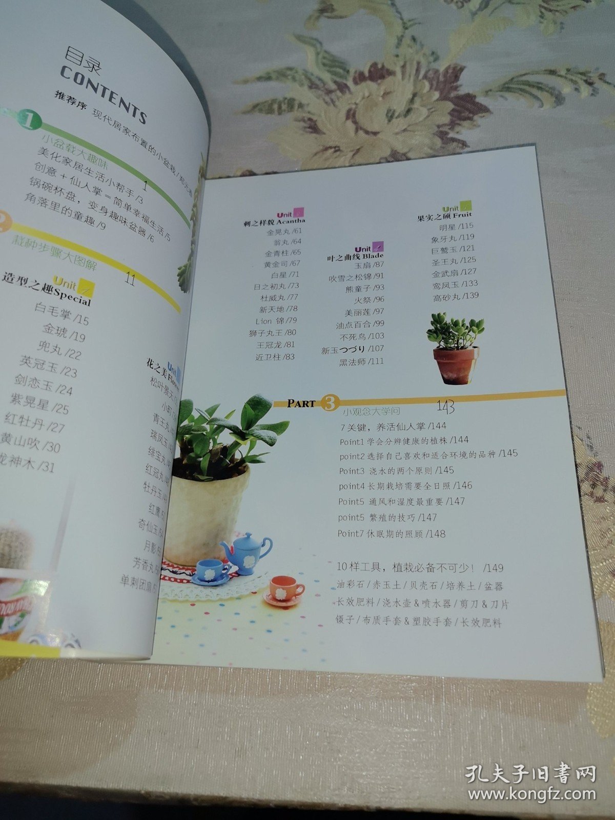 *懒人50仙人掌