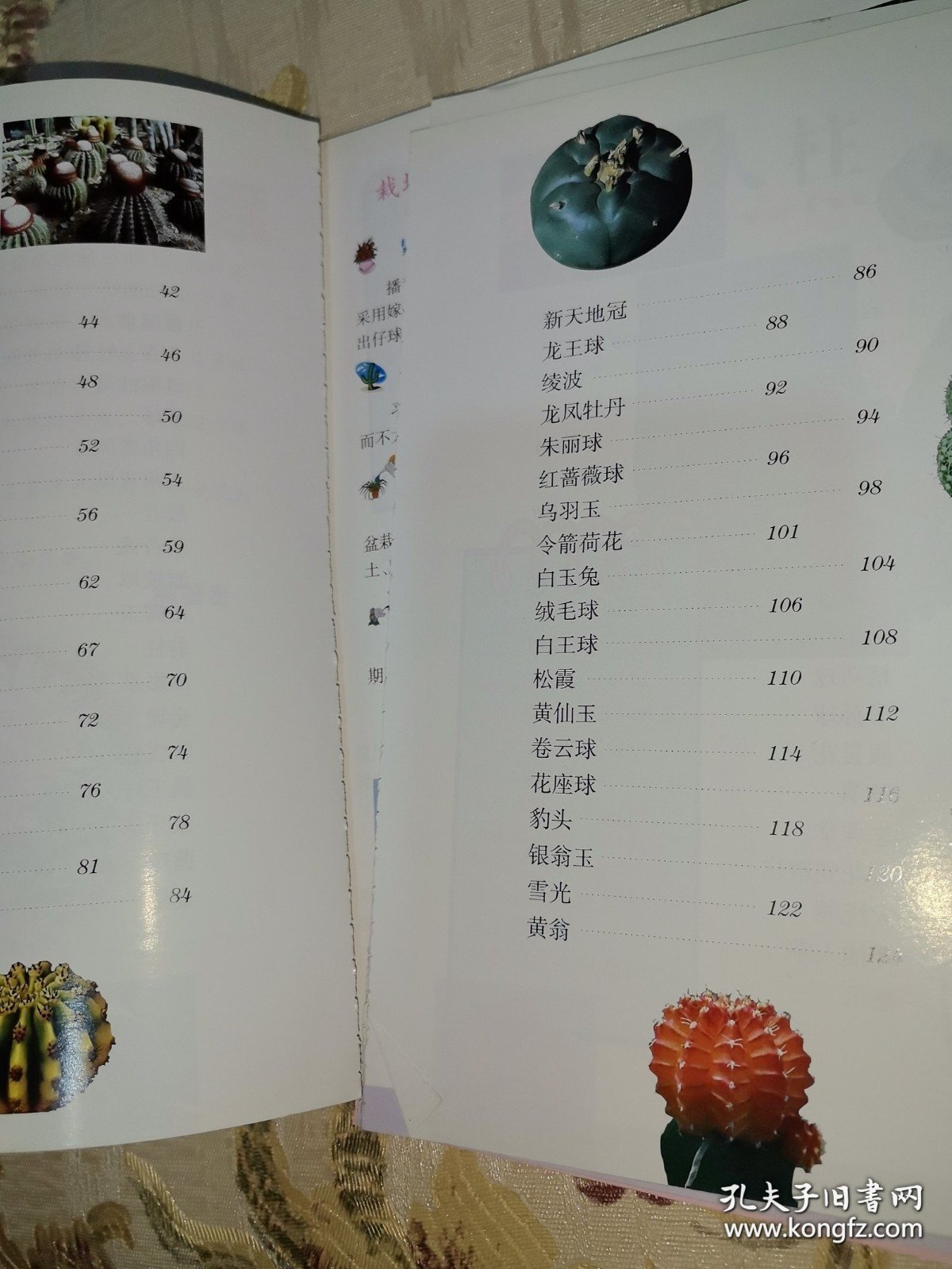 *奇异有趣的仙人掌