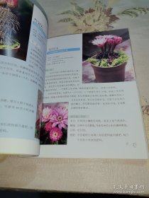 *懒人50仙人掌