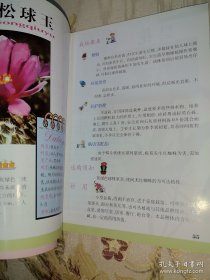 *奇异有趣的仙人掌