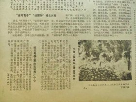 人民日报，1份8版，纪念马丁.路德.金，“南阳黄牛”“泌阳驴”，绥化县成立农科实验推广中心，阿凡提，小毛驴的身世，哈尔滨举办冰灯游园会，紫金山天文台发现的两颗小行星定名为《江苏》和《南京》，鲁迅研究新成果的汇集，上海著名歌唱家施鸿鄂、朱逢博夫妇新年在首都同台举行音乐会，新疆阿克苏地区保护胡杨林，全国大部分县以上建立司法行政机构，双龙区食品站，朝阳重型机器厂，无锡仪表阀门厂，
收藏报纸，品相如图