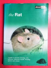 the Rat 老鼠