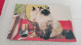 【明信片】早期《可爱的猫咪》萍乡市邮票公司发行 已使用非实寄
