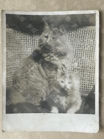老照片，动物， 两只可爱的猫咪