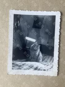 老照片，动物， 可爱的猫咪 ，床上，阳光