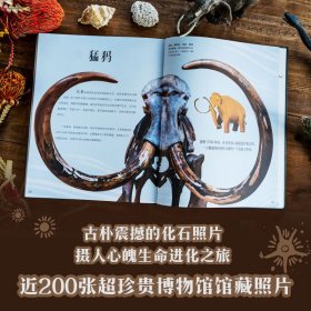 正版 DK典藏博物馆(2023年精美书匣版)(全5册) 少儿科普