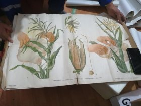 玉蜀黎的人工授粉 初级中学植物学教学挂图 植物的繁殖