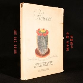 rkbok Flowers Rock Plants 花卉巖石植物