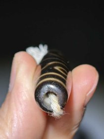 159_旧藏,八眼天珠一枚。