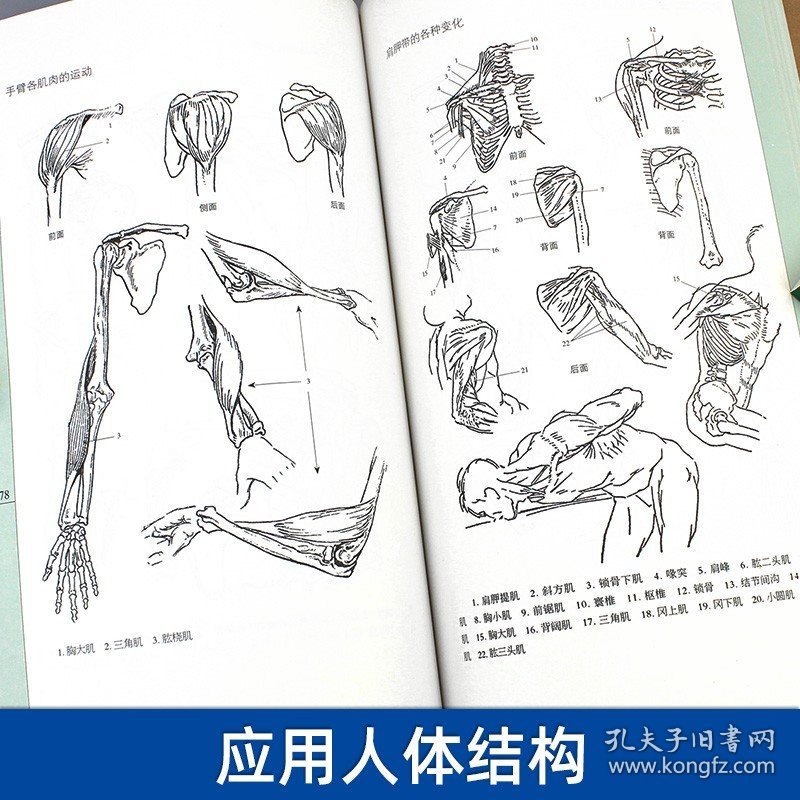 伯里曼学院 应用人体结构 人体人物绘画教学素描大师速写临摹基础入门技法教程动漫画手解剖美术艺考书籍人体 艺用人体解剖教学