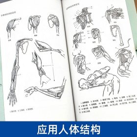 伯里曼学院 应用人体结构 人体人物绘画教学素描大师速写临摹基础入门技法教程动漫画手解剖美术艺考书籍人体 艺用人体解剖教学