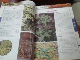 【湖南中草药文献】湖南常宁县域珍稀中草药资源成果：采集792种野生中药材植物标本 拍摄 2098张照片：《常宁中草药图谱》精美图典