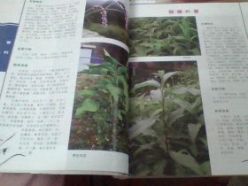 【湖南中草药文献】湖南常宁县域珍稀中草药资源成果：采集792种野生中药材植物标本 拍摄 2098张照片：《常宁中草药图谱》精美图典