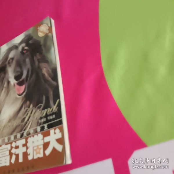 阿富汗猎犬