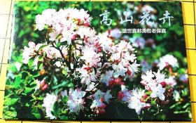 高山花卉 明信片一套四枚全