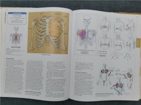 Classic Human Anatomy: The Artist's Guide to Form  Function  and Movement
