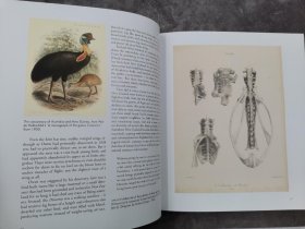 Moa: The Life and Death of New Zealand's Legendary Bird