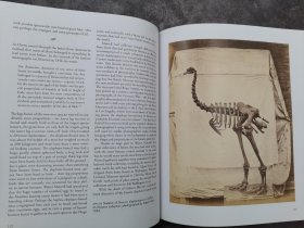 Moa: The Life and Death of New Zealand's Legendary Bird