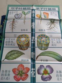 初级中学课本植物学教学挂图：绿色开花植物的分类 11幅全
