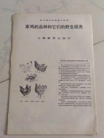 袁兆熊绘画 家鸡的品种和它们的野生祖先（初中课本生物教学挂图）1开